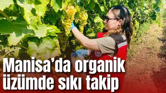 Manisa’da organik üzümde pestisit denetimleri sürüyor