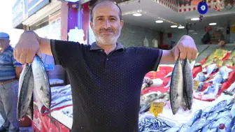 Karadeniz'de palamut balığı bereketi