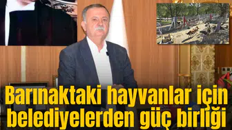 Barınaktaki hayvanlar için belediyelerden güç birliği