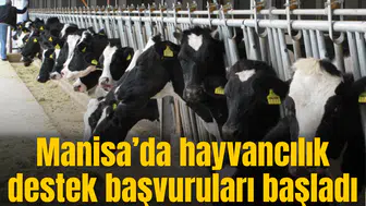 Manisa’da hayvancılık destek başvuruları başladı