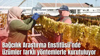 Manisa Bağcılık Araştırma Enstitüsü Müdürlüğünde üzümler farklı yöntemlerle kurutuluyor