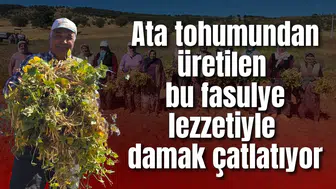 Ata tohumundan üretilen bu fasulye lezzetiyle damak çatlatıyor