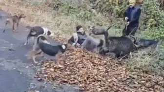 Avcı felaketi yaşıyordu!