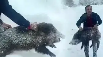 Eliyle domuz yakalayıp paylaştı! Çektiği görüntü pahalıya patladı