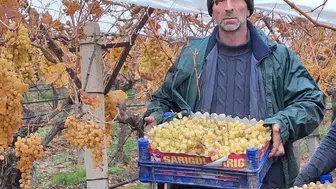 2025 yılının son üzümlerinin hasadı başladı