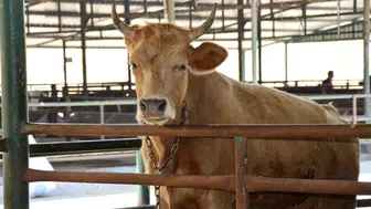 2026 yılı besilik hayvan ithalatı başvuruları başlıyor