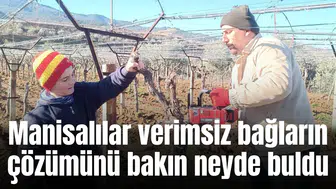 Manisalılar verimsiz bağların çözümünü bakın neyde buldu