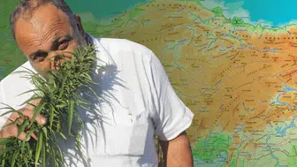 Türkiye'de o illerde kenevir yetiştiriciliğine izin verildi
