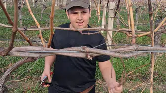 Yağmur bitti bağ budama çalışmaları başladı