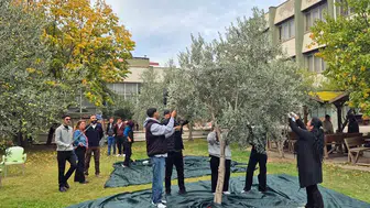 Zeytincilik öğrencileri hasat yapıp üretim sürecini inceledi