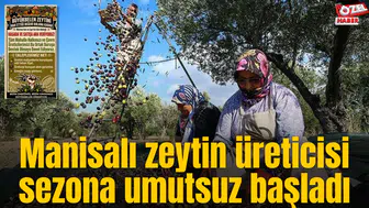 Manisalı zeytin üreticisi sezona umutsuz başladı