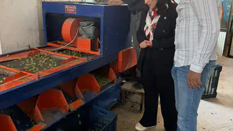 Başkan Aytaç’tan zeytin üreticisi çıkışı: Üretici ne yaparsa yapsın zarar ediyor