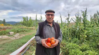 Dededen kalan domates tohumu 3 nesildir yaşatılıyor