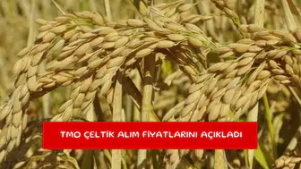 TMO çeltik alım fiyatlarını açıkladı
