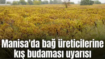 Manisa'da bağ üreticilerine kış budaması uyarısı