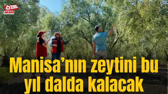 Manisa’nın zeytini bu yıl dalda kalacak