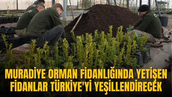 MURADİYE ORMAN FİDANLIĞINDA YETİŞEN FİDANLAR TÜRKİYE'Yİ YEŞİLLENDİRECEK