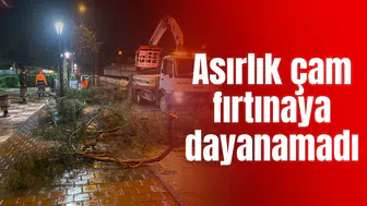 Asırlık çam fırtınaya dayanamadı