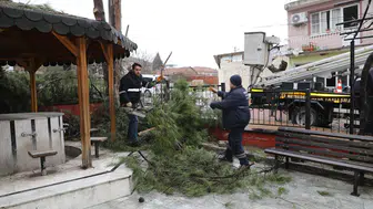 Şehzadelerde budanan dallar ihtiyaç sahiplerine gidiyor