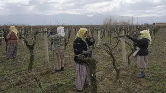 Üzüm üreticilerine ölükol hastalığı uyarısı