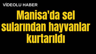 Manisa'da sel sularından hayvanlar kurtarıldı
