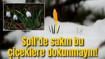 Spil'de sakın bu çiçeklere dokunmayın!