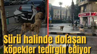ŞEHİR MERKEZİNDE SÜRÜ HALİNDE DOLAŞAN KÖPEKLER TEDİRGİN EDİYOR