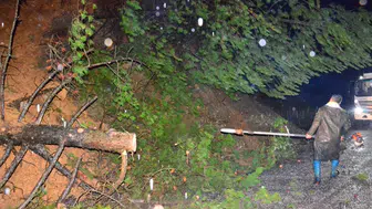 Ağaçlar sağanak yağışa dayanamadı