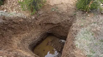 Sokak köpeği kaçak kazı kurbanı oldu