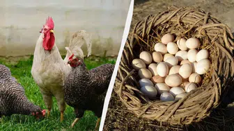 Mart ayında tavuk yemine ekleyin: Bol bol yumurtlayacaklar