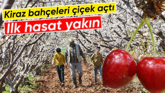 Kirazın başkenti Manisa’da sezon umut veriyor