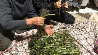 Manisa'da sarmaşıklar çıkmaya başladı