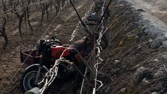 Manisa'da yaşlı adam motosikletle üzüm bağına uçtu