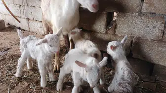 Dördüz doğuran keçi sahibinin yüzünü güldürdü