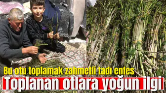 Manisa'da sarmaşıklar çıkmaya başladı