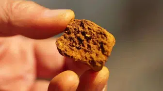 İnekten çıkan gizli hazine ortaya çıktı! Altını solladı, bulan zengin oluyor