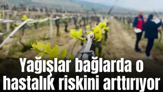 Yağışlar bağlarda o hastalık riskini arttırıyor