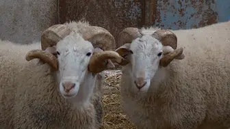 Bu koçların fiyatı dudak uçuklatıyor!