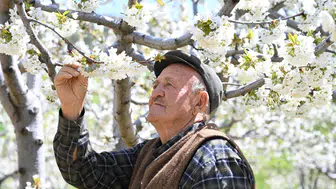 Demirci'de kiraz ağaçları çiçek açtı