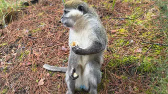 Firari maymunların sırrı çözüldü