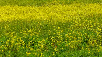 Manisa’da baharın sarı tonları doğayı renklendirdi
