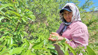 Çağlanın fiyatı yüz güldürdü