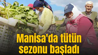 Manisa'da tütün sezonu başladı