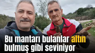 Manisa'da bu mantarı bulanlar altın bulmuş gibi seviniyor