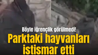 Böyle iğrençlik görülmedi! Parktaki hayvanları istismar etti
