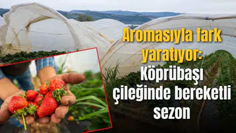 Aromasıyla fark yaratıyor: Köprübaşı çileğinde bereketli sezon