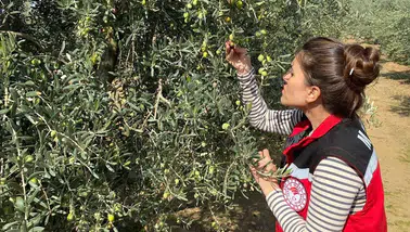Zeytin sineğine karşı acil uyarı