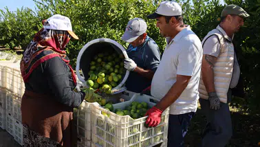 Mandalina ihracatında rekor artış