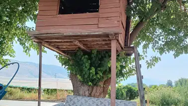 Gece kondu değil ağaç kondu!
