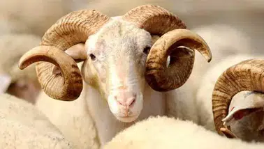 Kurban kesecekler dikkat: Diyanet 2026 vekâletle kurban bedellerini açıkladı